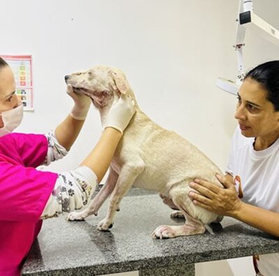 O Programa Saúde do Animal (PSA) tem como objetivo fortalecer a guarda responsável de animais visando reduzir o número de cães e gatos abandonados na cidade