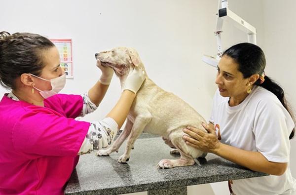 O Programa Saúde do Animal (PSA) tem como objetivo fortalecer a guarda responsável de animais visando reduzir o número de cães e gatos abandonados na cidade