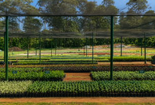 Zona Leste Ganha Novo Viveiro Ambiental