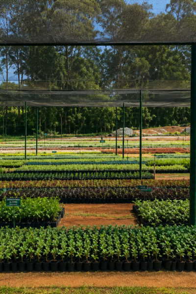 Zona Leste Ganha Novo Viveiro Ambiental